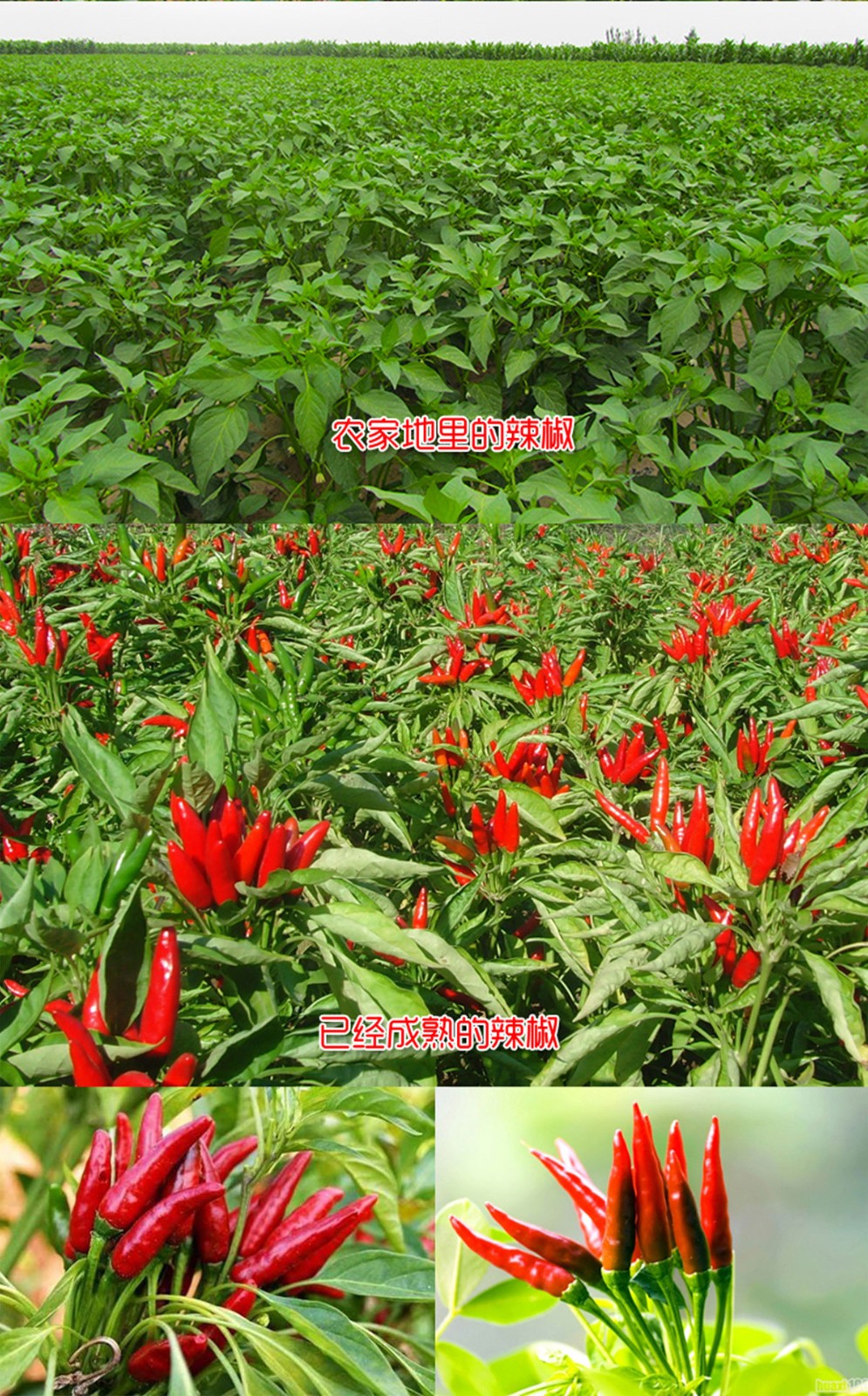 ɭƽƷ-ƺùԌbcaƷԔ