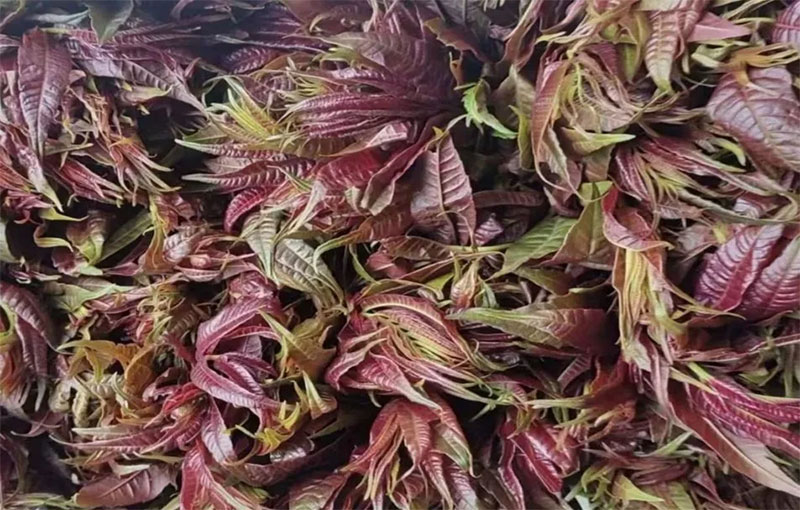 愛因森教育優(yōu)秀學(xué)員陳柯安直播產(chǎn)品聚焦于云南本地的應(yīng)季蔬菜與水果 愛因森教育優(yōu)秀學(xué)員陳柯安直播產(chǎn)品聚焦于云南本地的應(yīng)季蔬菜與水果